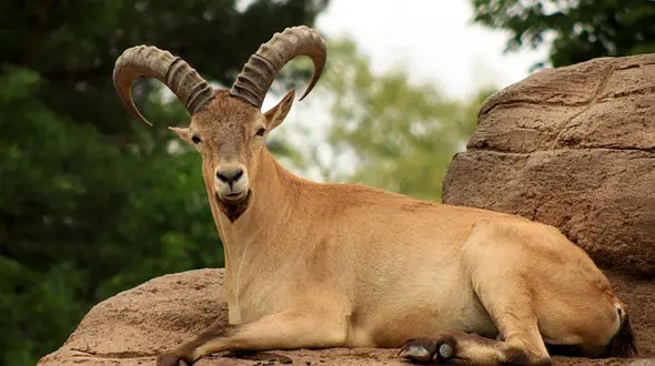 فیلم / فرار ماهرترین صخره‌نوردهای جهان از دست دشمن!/ جدال شگفت‌انگیز مرگ و زندگی روی لبه‌ صخره‌