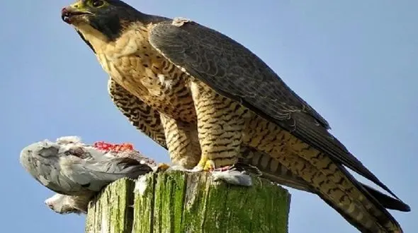 دستگیری 2 صیاد پرندگان شکاری در گنبدکاووس