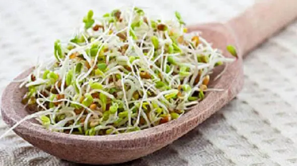 بخور و نخورهای بلغمی مزاج ها