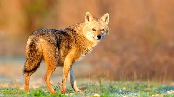 فیلم شغالی که پرنده غول پیکر را به دام انداخت و خورد!