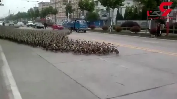 رژه زیبای 5 هزار اردک‌ در خیابان + فیلم واقعا دیدنی