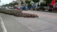 رژه زیبای 5 هزار اردک‌ در خیابان + فیلم واقعا دیدنی