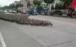رژه زیبای 5 هزار اردک‌ در خیابان + فیلم واقعا دیدنی