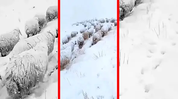 فیلم گله بزرگ گوسفندان در برف سنگین ارتفاعات کردستان