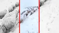 فیلم گله بزرگ گوسفندان در برف سنگین ارتفاعات کردستان