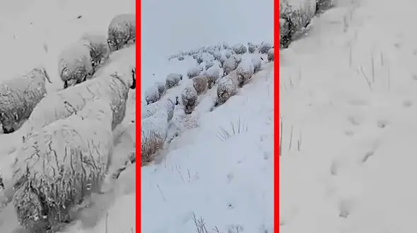 فیلم گله بزرگ گوسفندان در برف سنگین ارتفاعات کردستان
