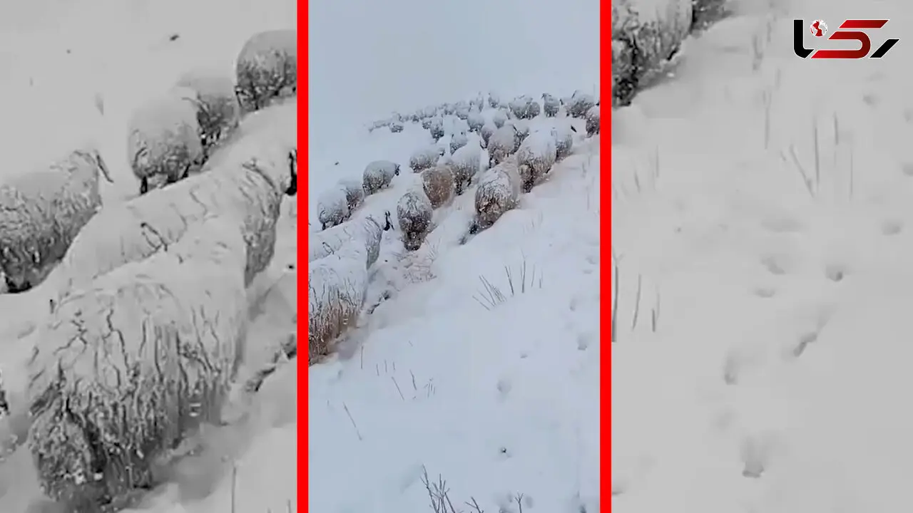 فیلم گله بزرگ گوسفندان در برف سنگین ارتفاعات کردستان