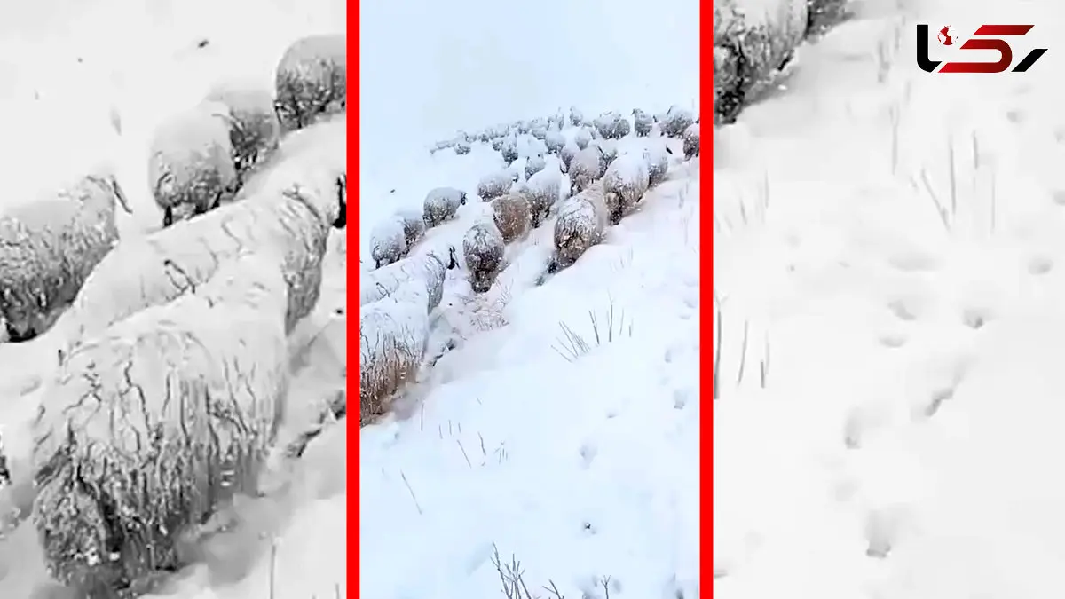 فیلم گله بزرگ گوسفندان در برف سنگین ارتفاعات کردستان