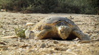 علت مرگ لاک‌پشت‌ها در جاسک مشخص شد