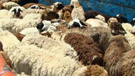 بار این کامیون در همدان گوسفند قاچاق بود!