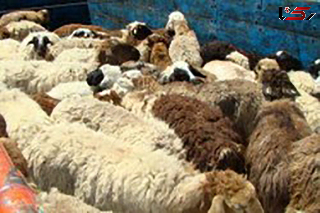 توقیف کامیون حامل گوسفند قاچاق در زنجان