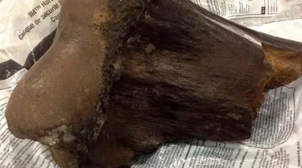 کشف یک قطعه استخوان از نسل ماموت ها + عکس 