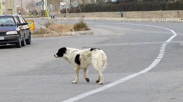 سگ های ولگردی که بلای جان مردم در شهرها شدند