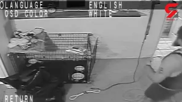 کشته شدن وحشی ترین مرد  پس از آزار و اذیت زن باردار + فیلم