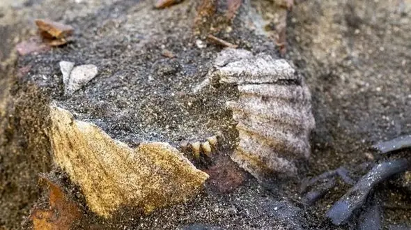 رازهای نهفته در گور وایکینگ‌ ها؛ کشف تاریخی در نروژ 