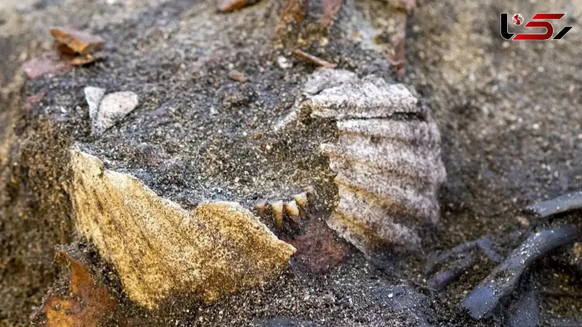 رازهای نهفته در گور وایکینگ‌ ها؛ کشف تاریخی در نروژ 