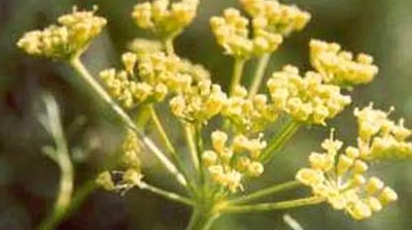  بهبود قولنج  با یک گیاه پر خاصیت