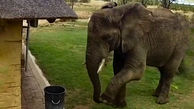 احترام حیرت آور یک فیل به محیط زیست! + فیلم 