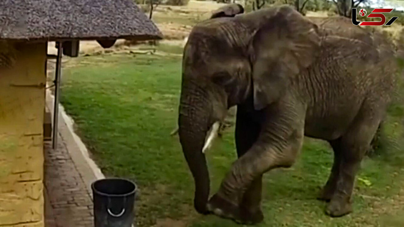 احترام حیرت آور یک فیل به محیط زیست! + فیلم 