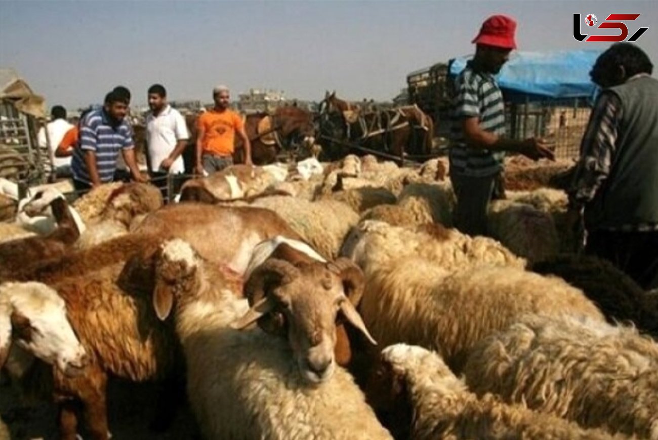 قاچاق بیش از ۵۰۰ راس  احشام در استان آذربایجان غربی