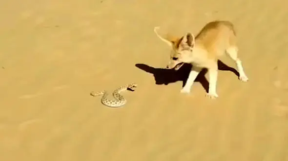 کشته شدن مار به دست روباه + فیلم