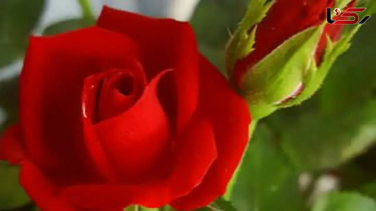 فال ابجد امروز / 13 اردیبهشت ماه + فیلم 