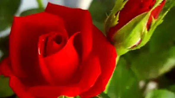 فال ابجد امروز / 13 اردیبهشت ماه + فیلم 