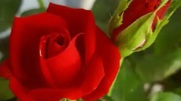 فال ابجد امروز / 13 اردیبهشت ماه + فیلم 