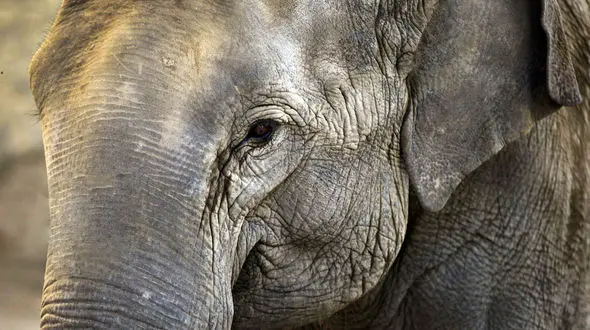 فیل کینه ای با کشتن زن هندی، در مراسم تشییع  جسدش را هم له کرد !