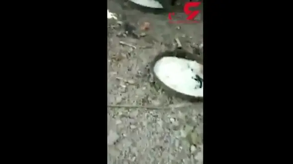 فستیوال وحشیانه سگ کشی در چین! +فیلم 16+ 