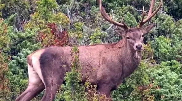 نماد جنگل هیرکانی را بشناسید + فیلم