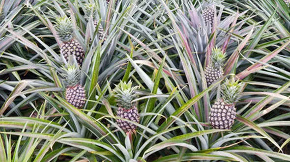 برداشت اولین آناناس‌های کشور در چابهار