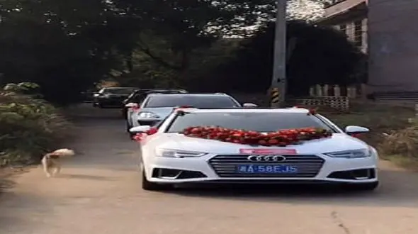 واکنش عجیب سگ وفادار به ازدواج صاحبش + فیلم