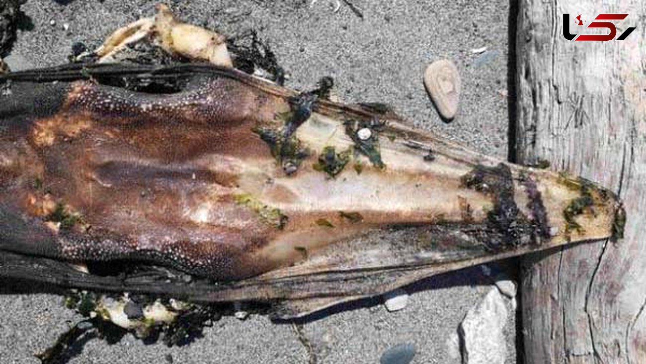 کشف لاشه موجودی وحشتناک در ساحل دریا+عکس