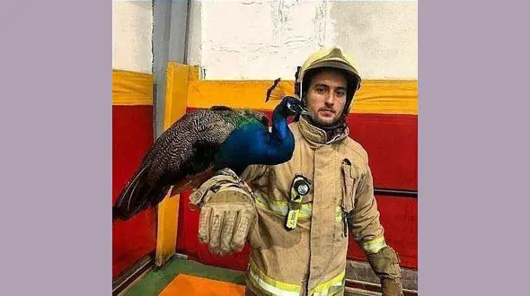 مشاهده طاووس در پشت‌بام یک خانه در تهران+ عکس