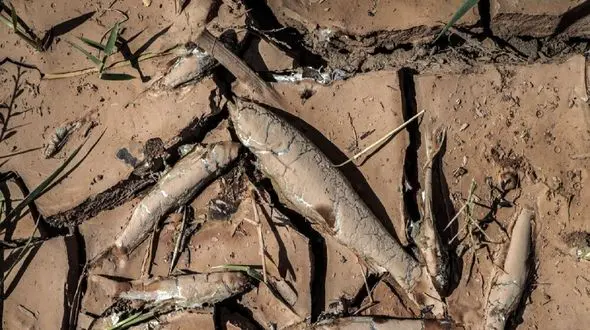 مرگ فاجعه آمیز ماهی ها در رودخانه قزل اوزن + عکس