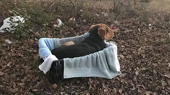 وفاداری بی‌مثال این سگ سوژه رسانه‌ها شد +تصاویر