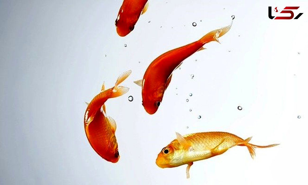 نکات محیط زیستی درباره ماهی گلی چینی