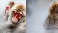  میمون های ژاپنی در زمستان حمام آب گرم می گیرند+ عکس های دیدنی