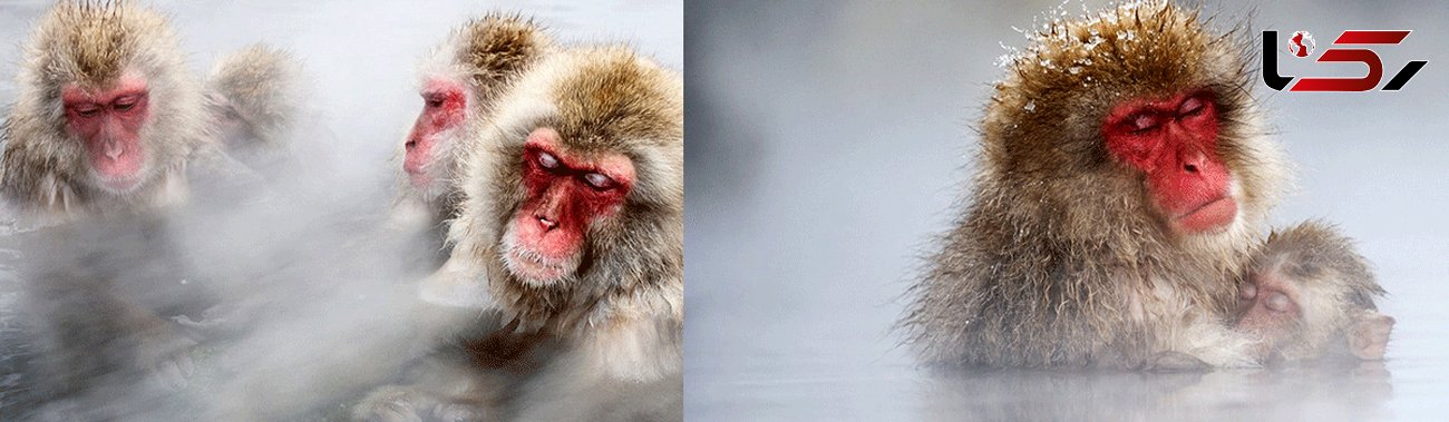 میمون های ژاپنی در زمستان حمام آب گرم می گیرند+ عکس های دیدنی