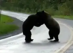 فیلم مبارزه دو خرس در طبیعت وحشی