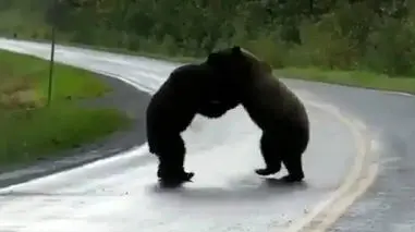 فیلم مبارزه دو خرس در طبیعت وحشی