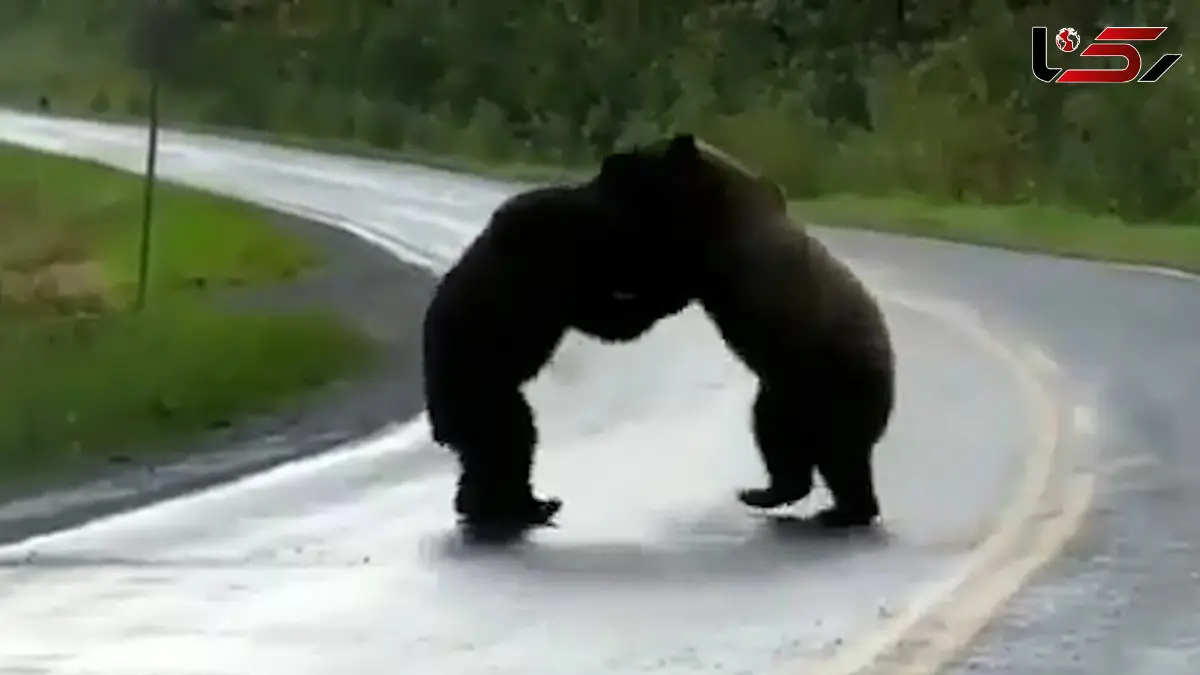 فیلم مبارزه دو خرس در طبیعت وحشی
