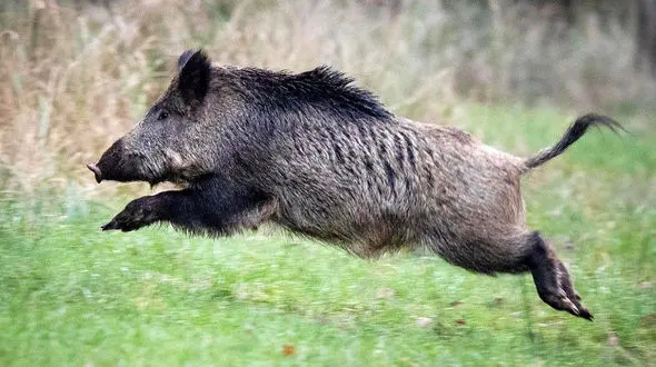 گراز ماجراجو وارد زیستگاه پرندگان مهاجر در میانکاله شد + فیلم