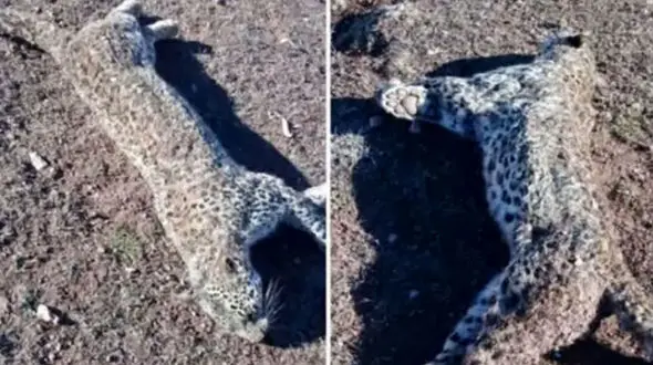 کشف لاشه یک قلاده پلنگ در منطقه جنگلی کجور + جزییات