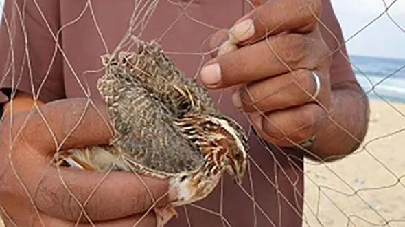 شکارهای مرموز مرد خارجی در پارک ملی دز 