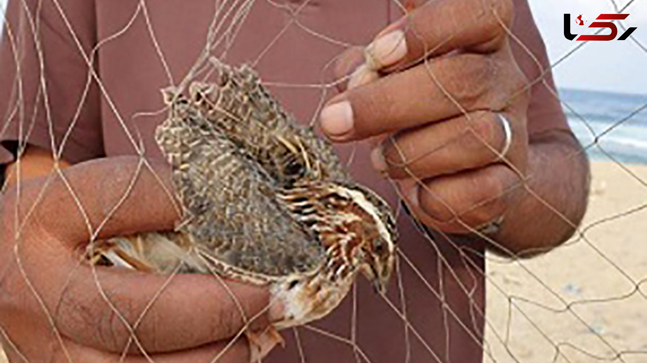 
دستگیری شکارچی کبک در دیواندره