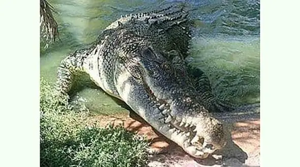 تمساح آب شور + عکس