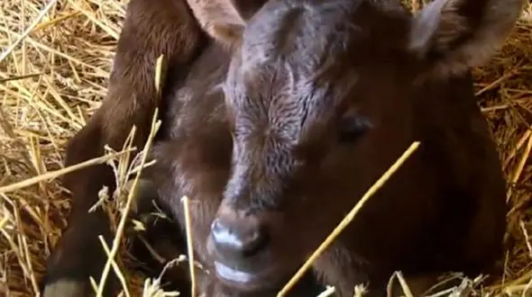 این گاو خانواده ای را شوکه کرد + فیلم 