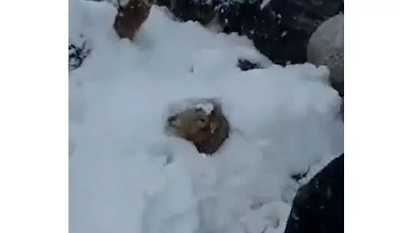 این فیلم را حتما ببینید / نجات 500 گوسفند از زیر برف گیلان